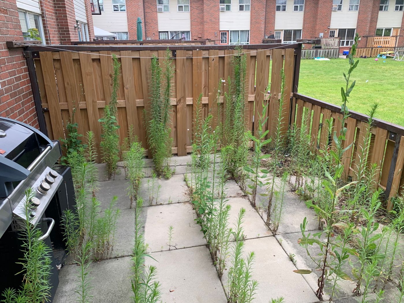 razorshap landscaping project: Patio weed removal