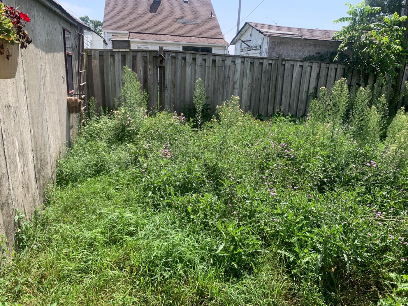 razorshap landscaping project: Thistle takeover