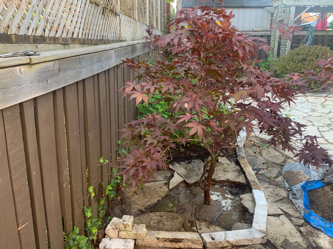 razorshap landscaping project: Japanese maple bed