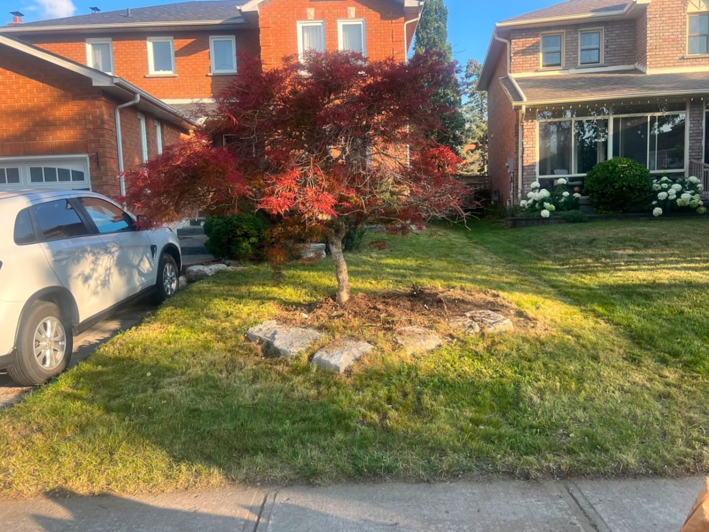 razorshap landscaping project: Japanese maple lawn