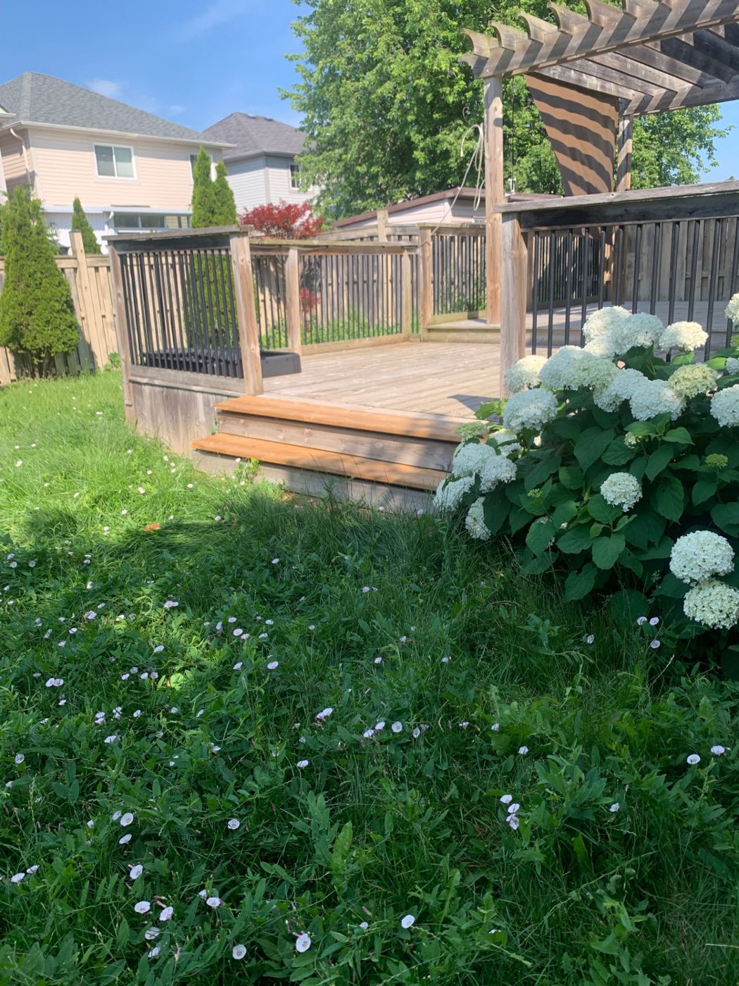 razorshap landscaping project: Overgrown deck yard