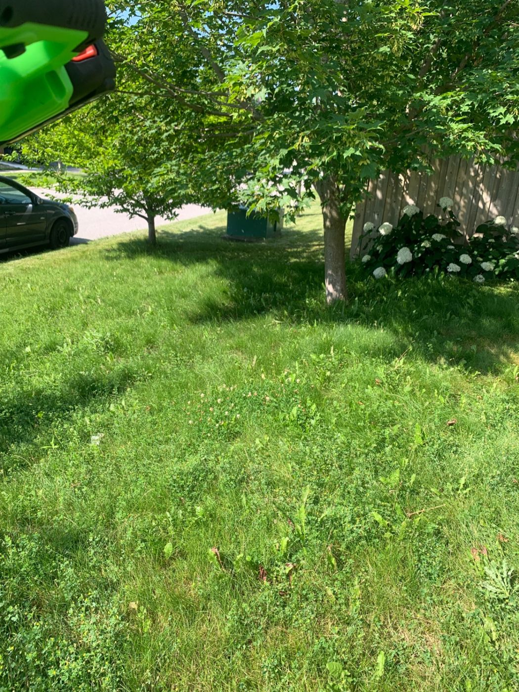 razorshap landscaping project: Shaded front lawn
